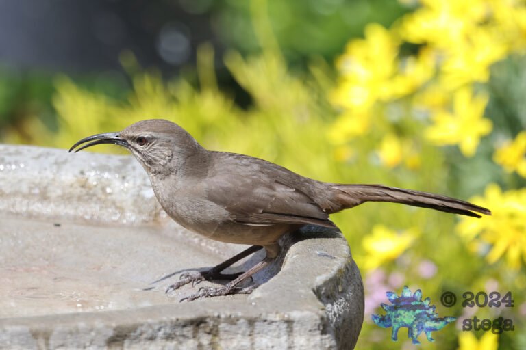 California Thrasher
