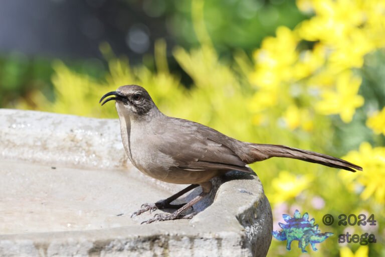 California Thrasher