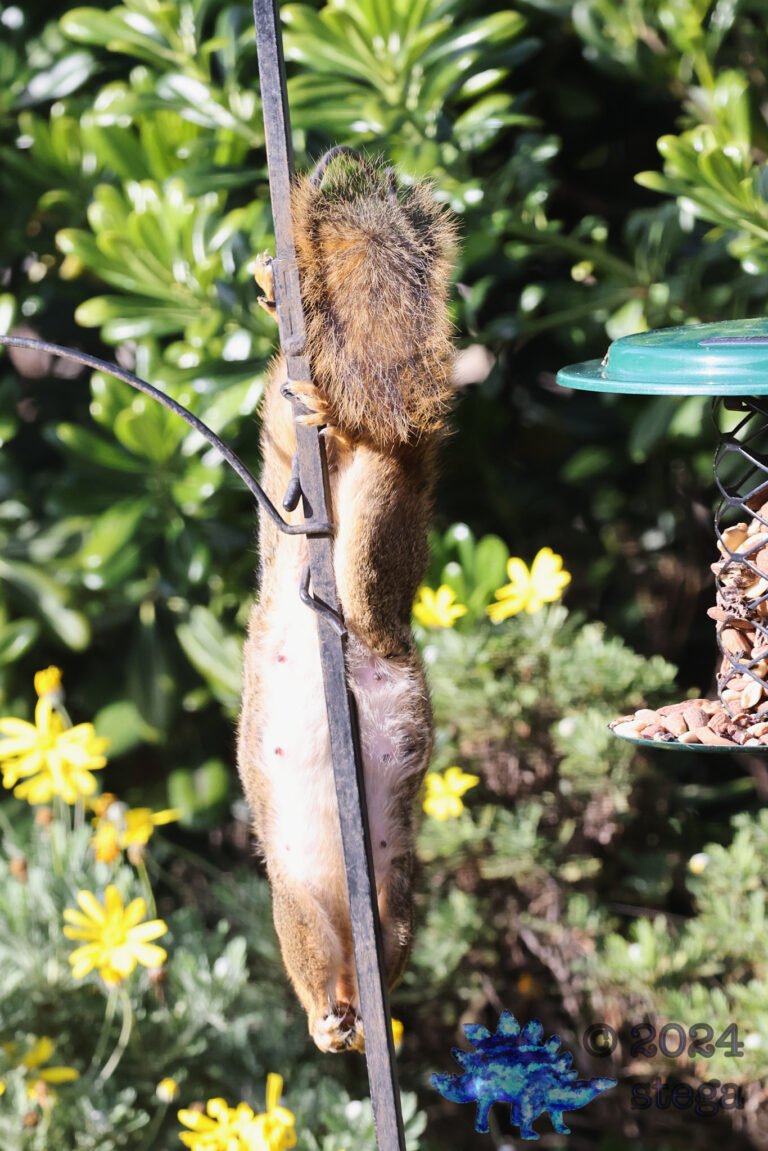 Fox Squirrel