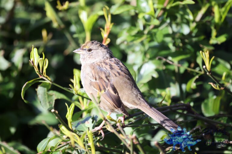 Gold-Crowned Sparrow