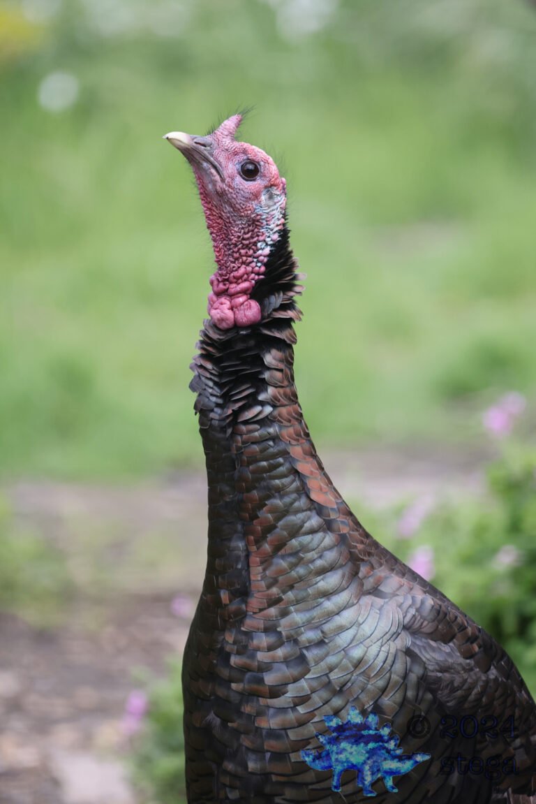 Semi-Wild Turkey
