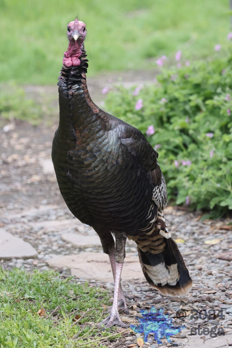 Semi-Wild Turkey