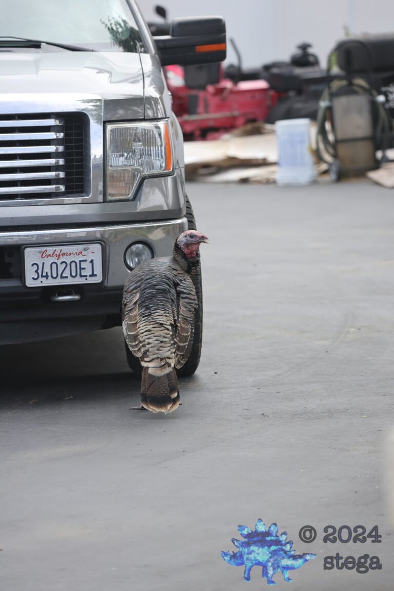 Semi-Wild Turkey
