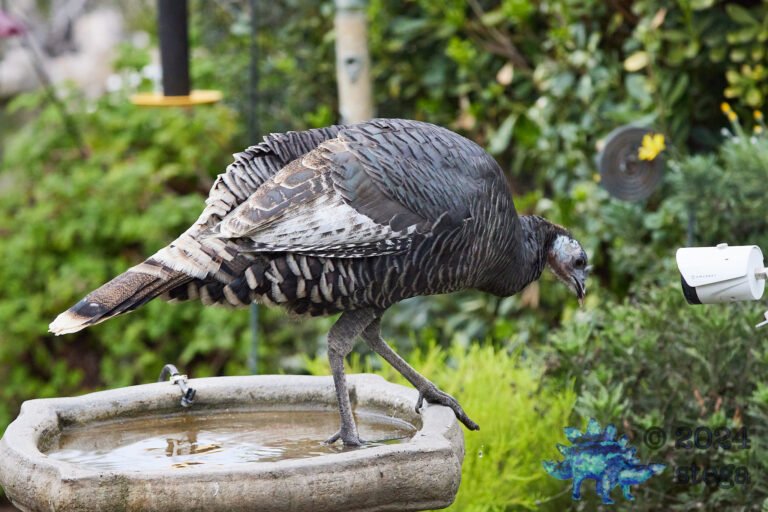 Semi-Wild Turkey