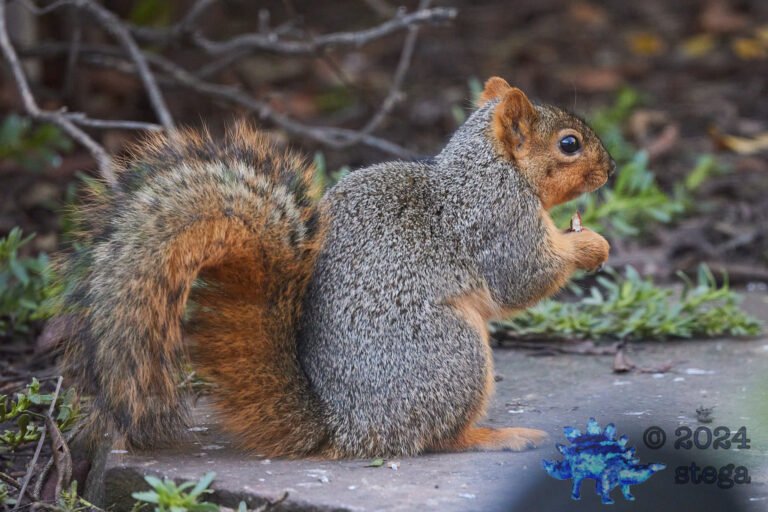 Fox Squirrel