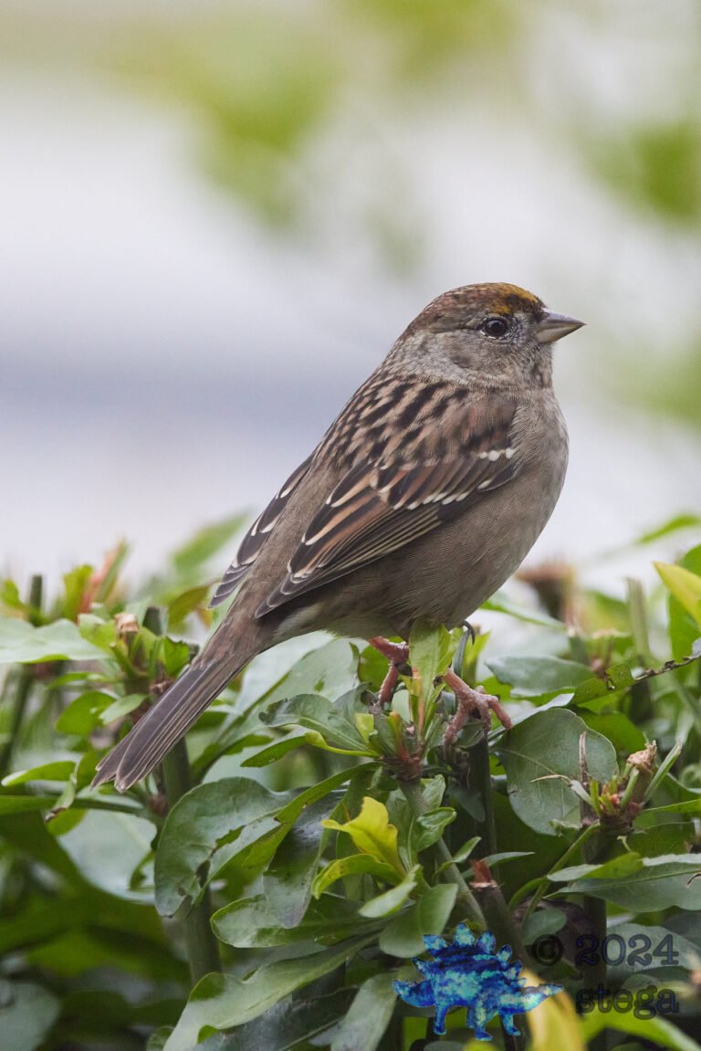 Gold-Crowned Sparrow