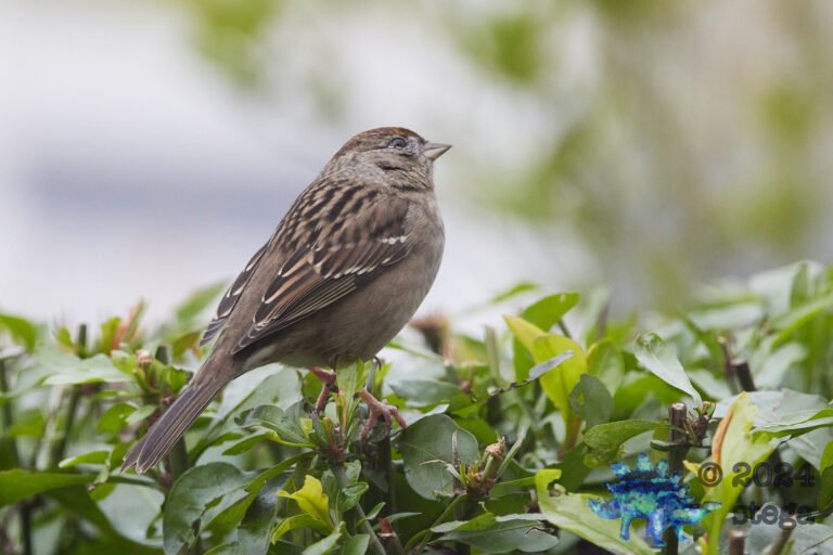 Gold-Crowned Sparrow