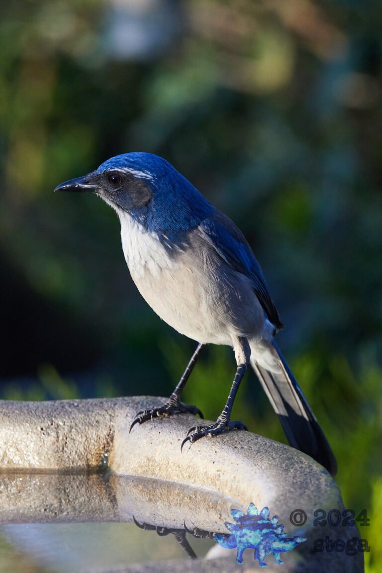 California Scrub Jay