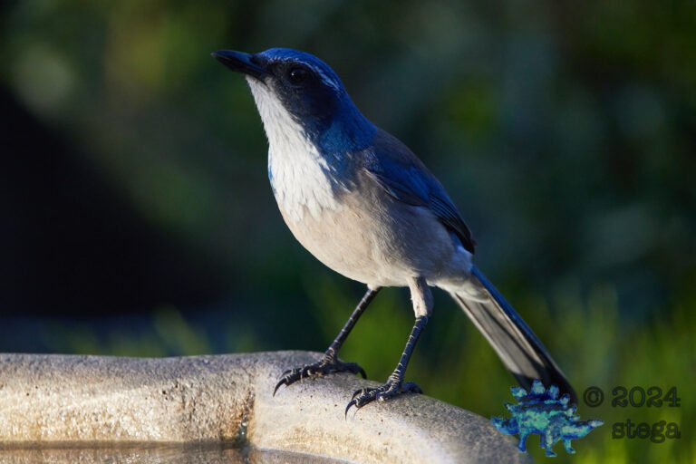 California Scrub Jay