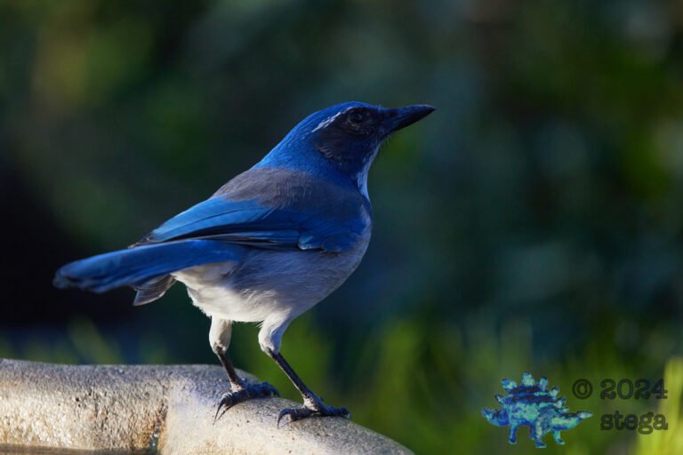 California Scrub Jay