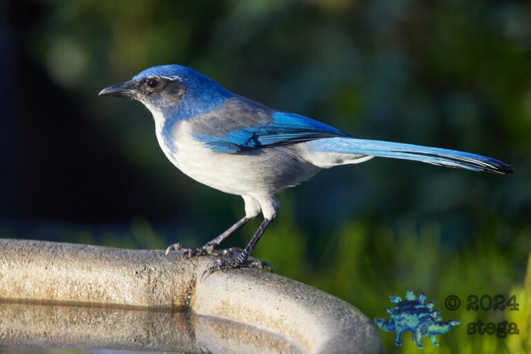 California Scrub Jay