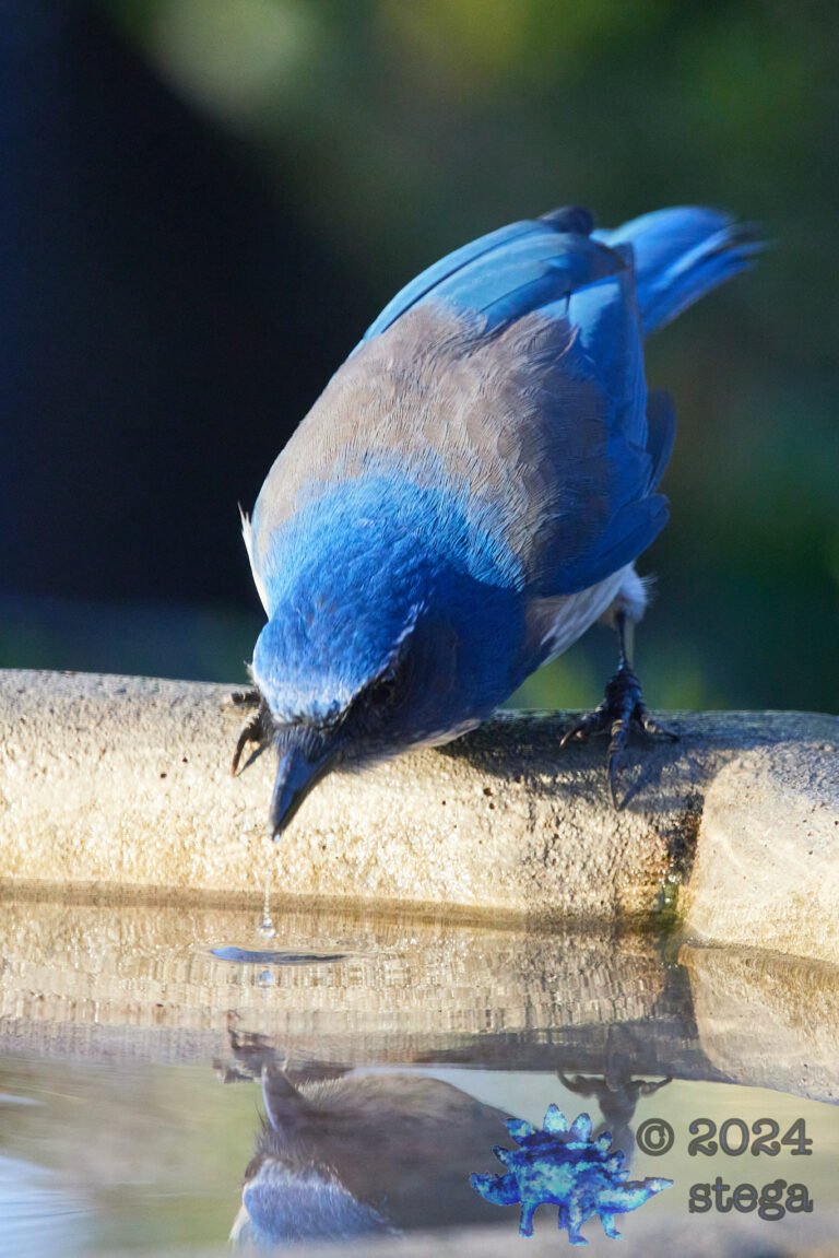 California Scrub Jay