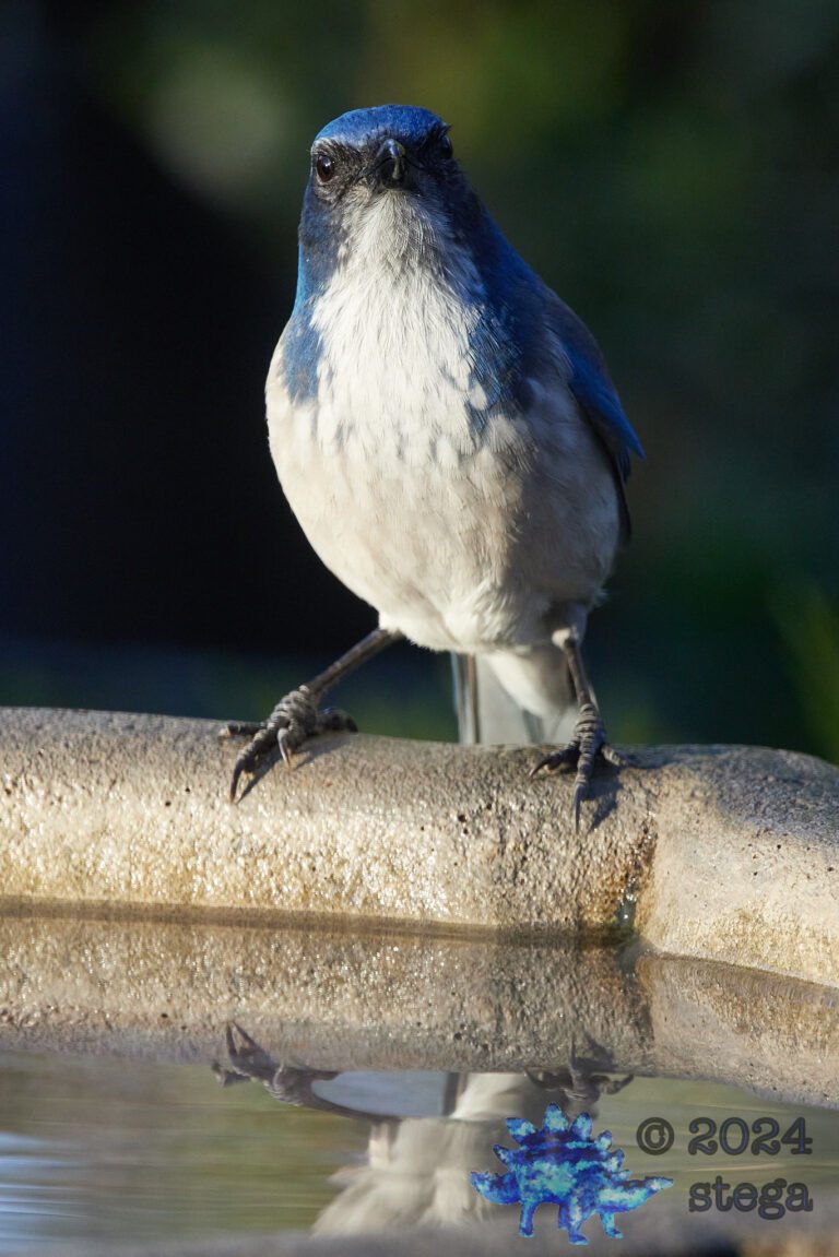 California Scrub Jay