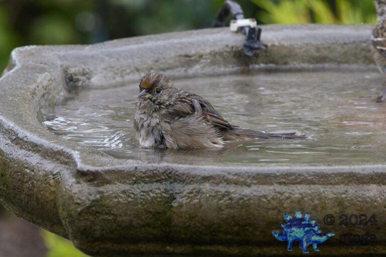 Gold-Crowned Sparrow