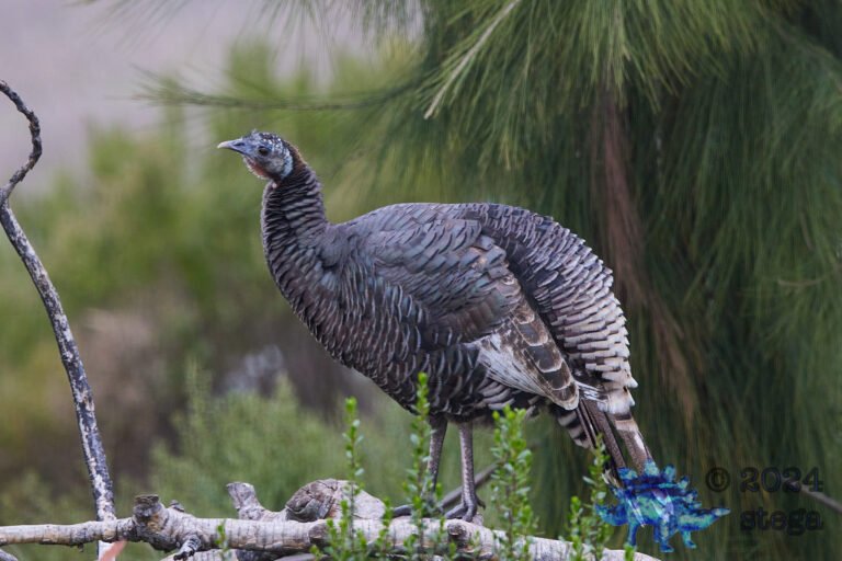 Semi-Wild Turkey