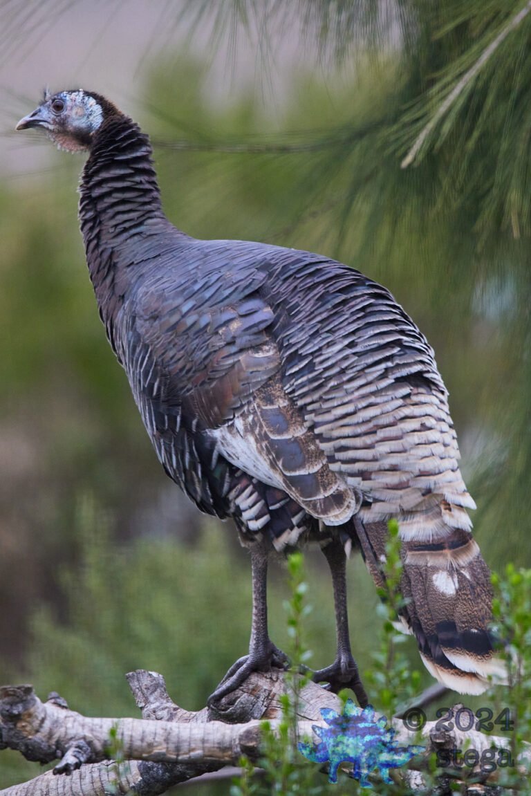 Semi-Wild Turkey