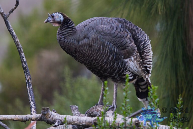 Semi-Wild Turkey