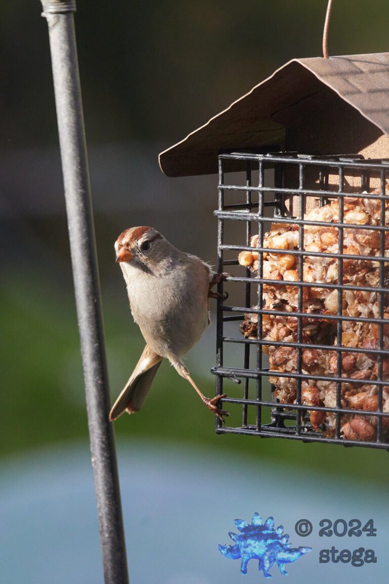 White-Crowned Sparrow