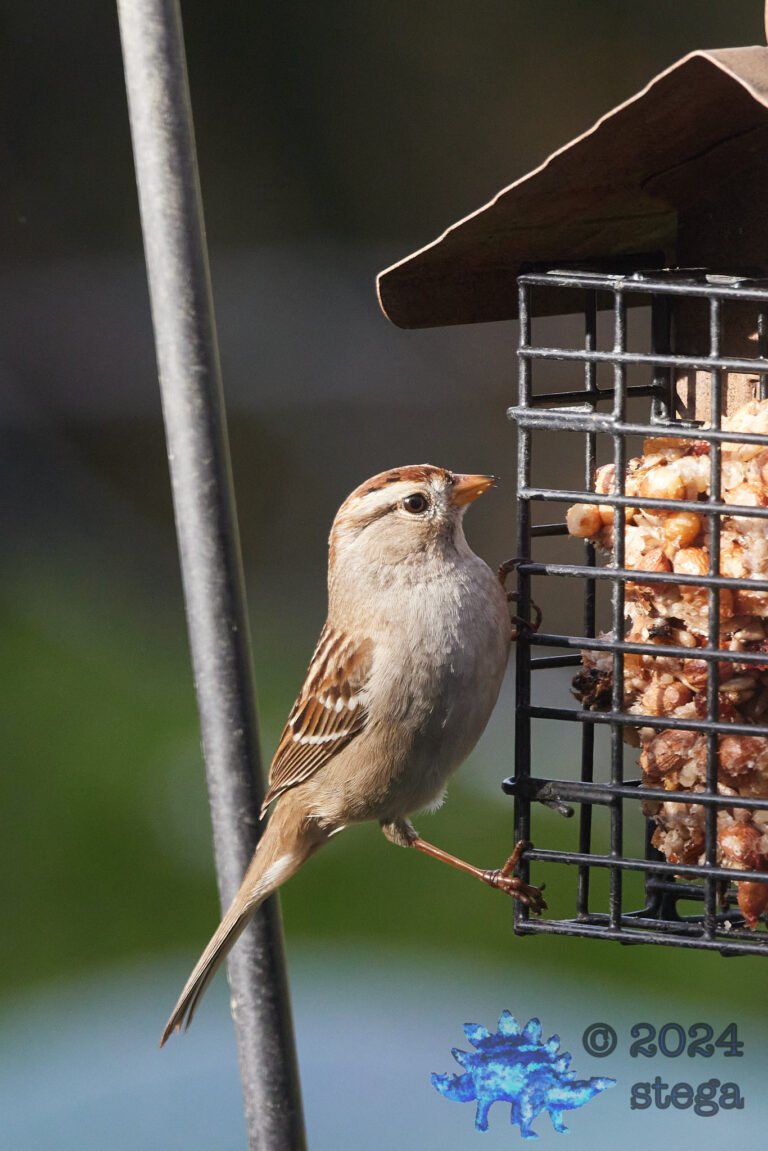 White-Crowned Sparrow