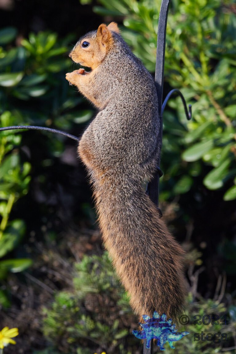 Fox Squirrel
