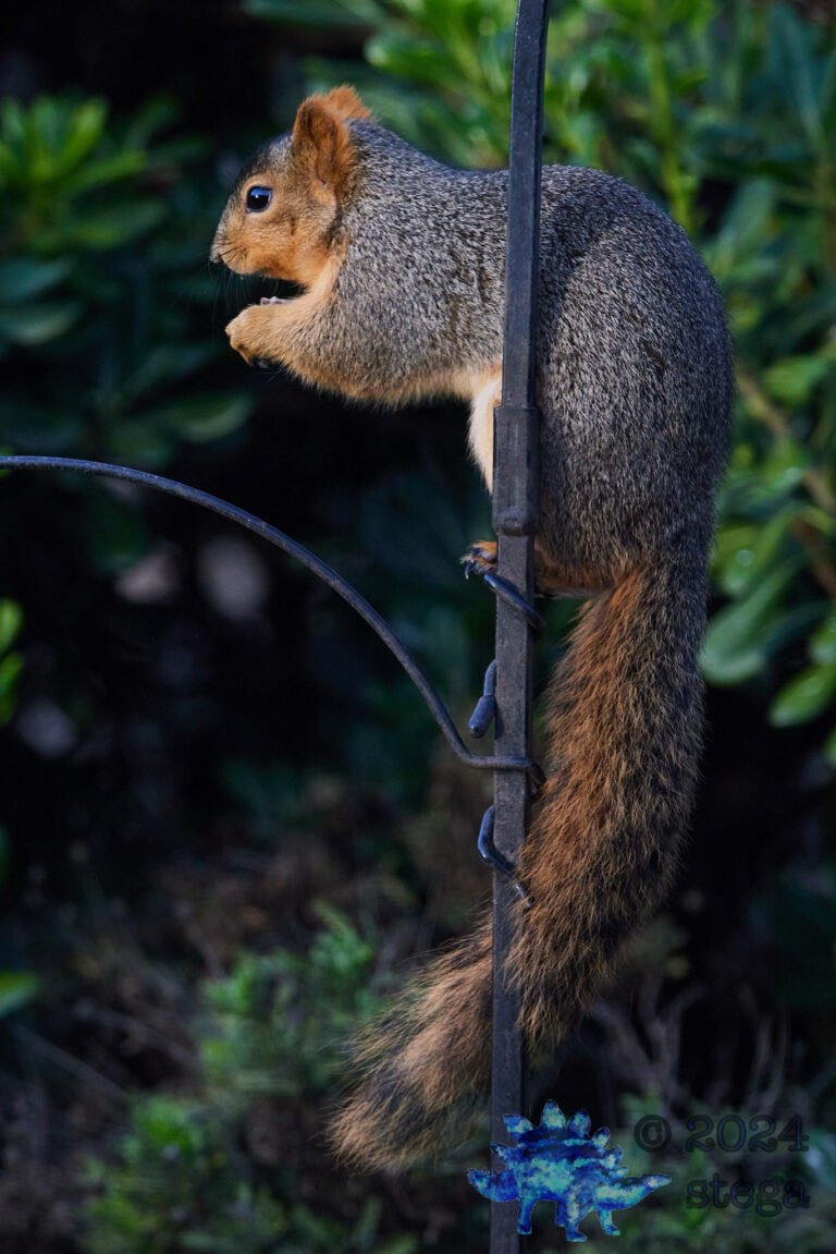 Fox Squirrel