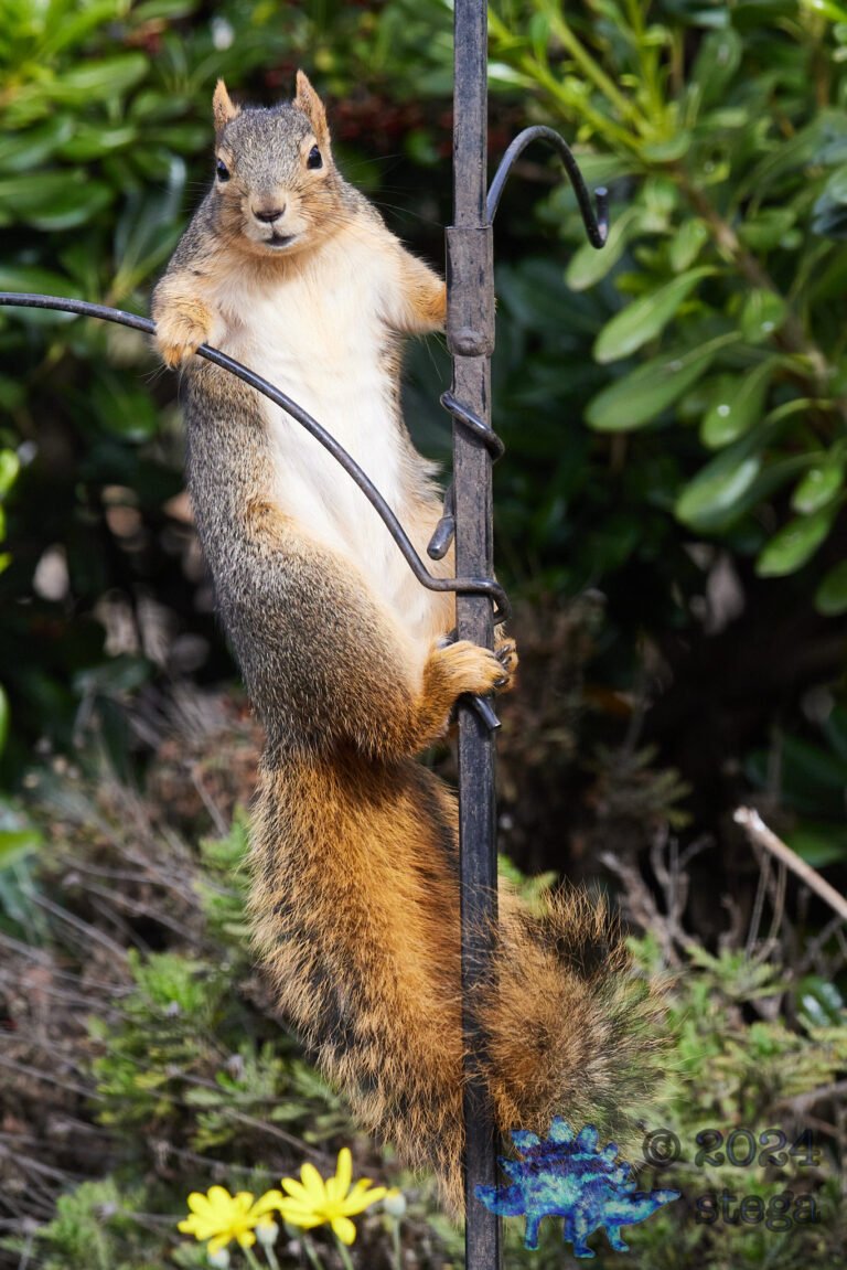 Fox Squirrel