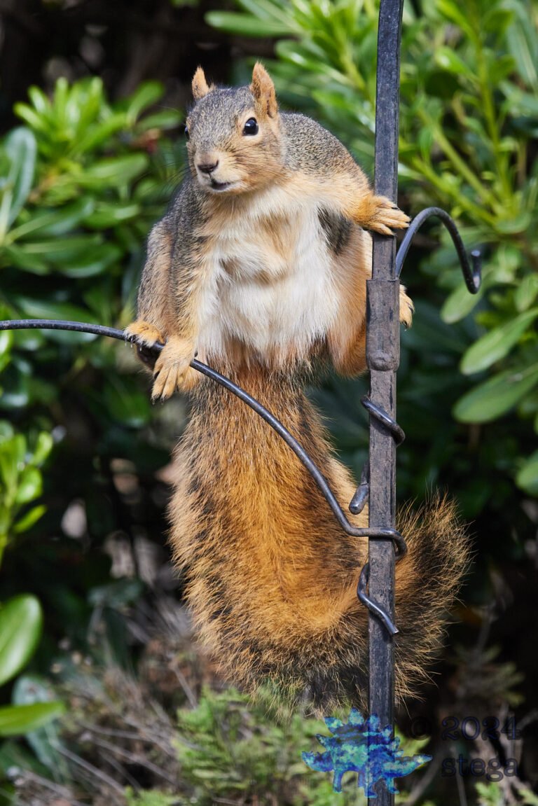 Fox Squirrel