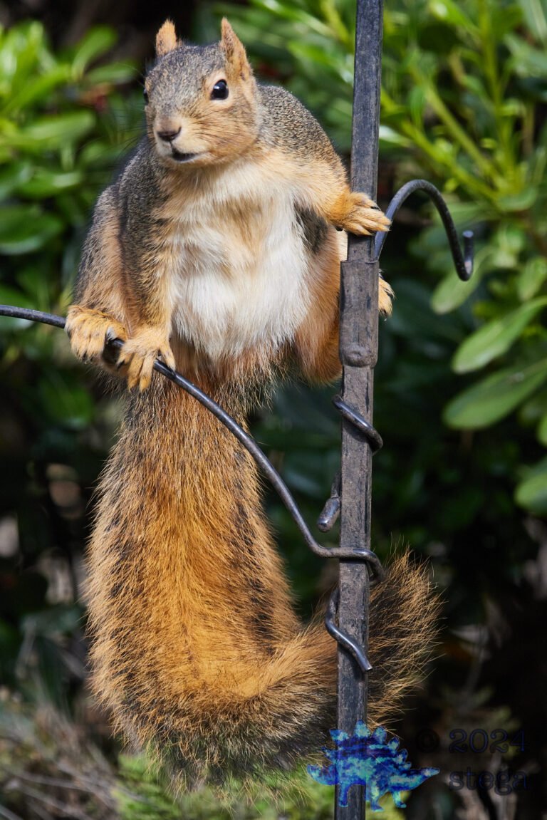 Fox Squirrel