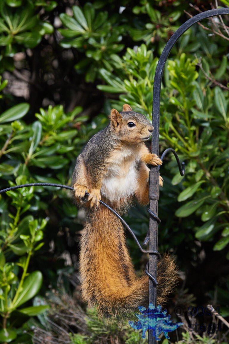 Fox Squirrel