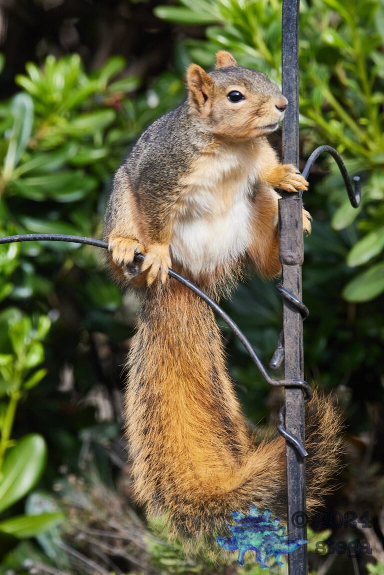 Fox Squirrel