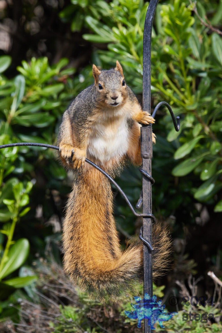 Fox Squirrel