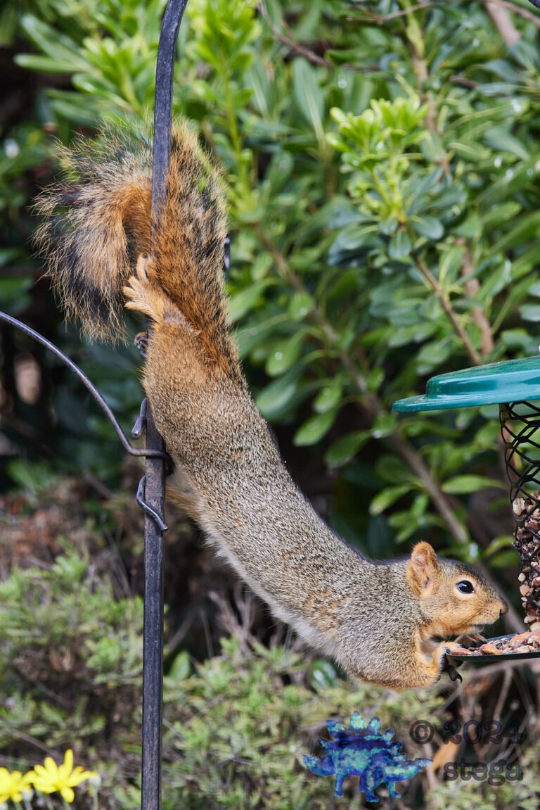 Fox Squirrel