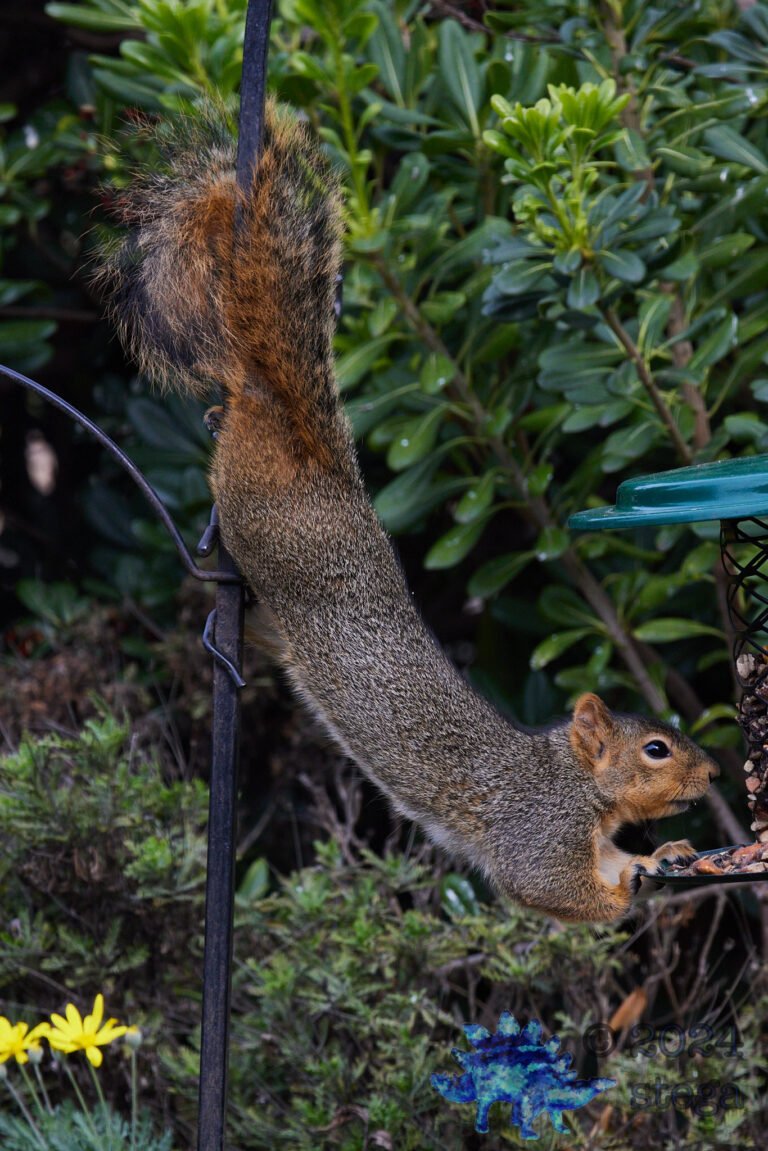 Fox Squirrel