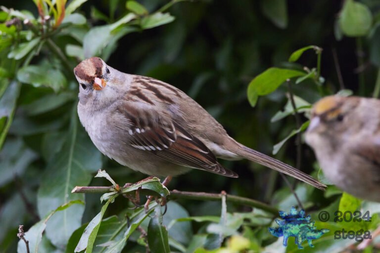 White-Crowned Sparrow