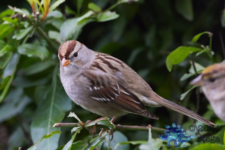 White-Crowned Sparrow