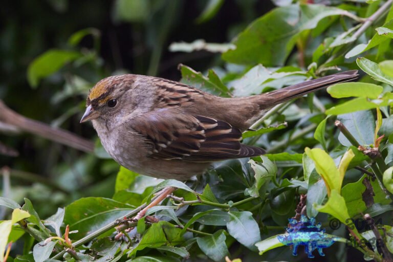 Gold-Crowned Sparrow