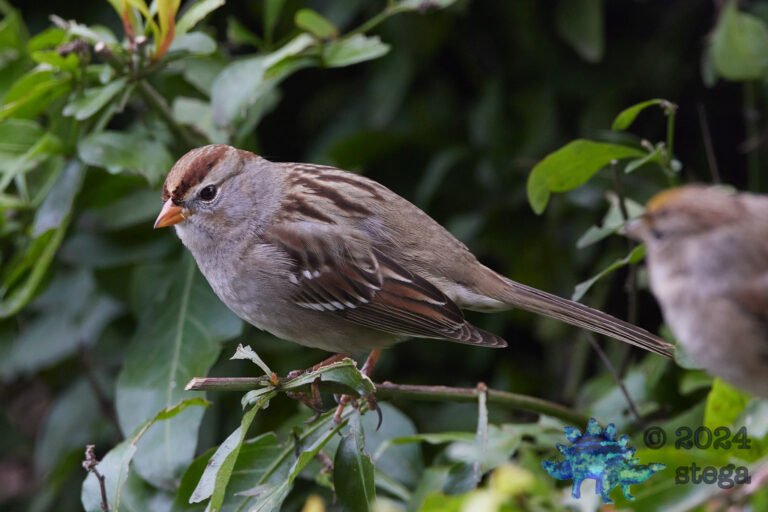 White-Crowned Sparrow