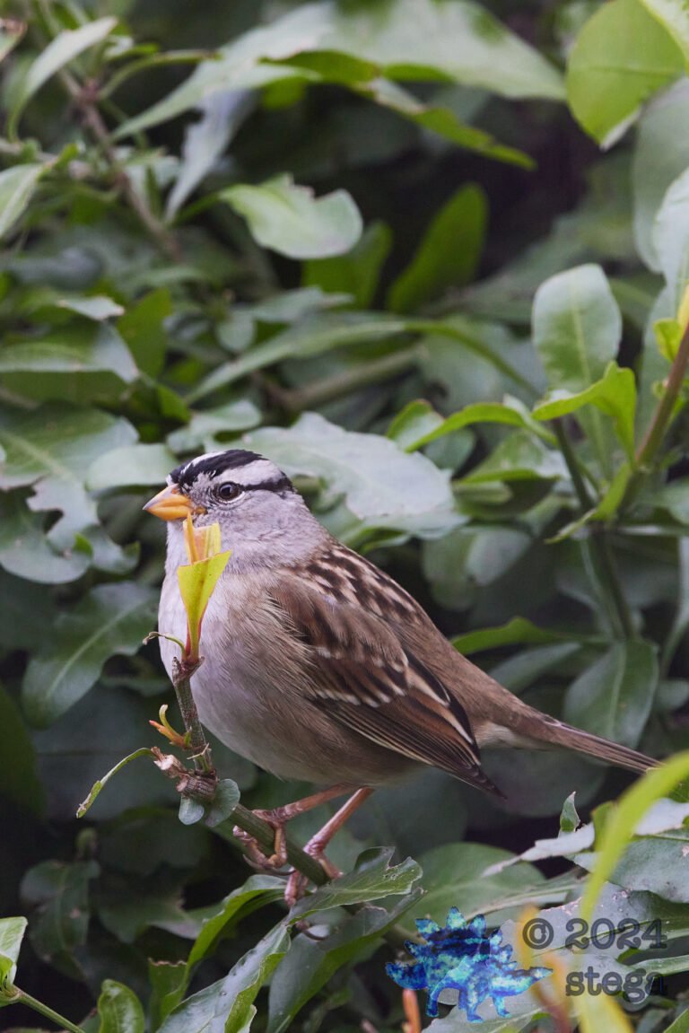 White-Crowned Sparrow