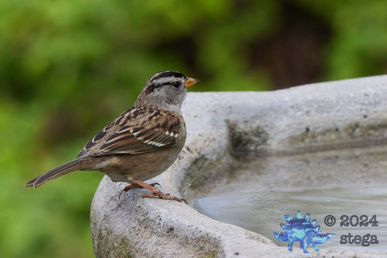 White-Crowned Sparrow
