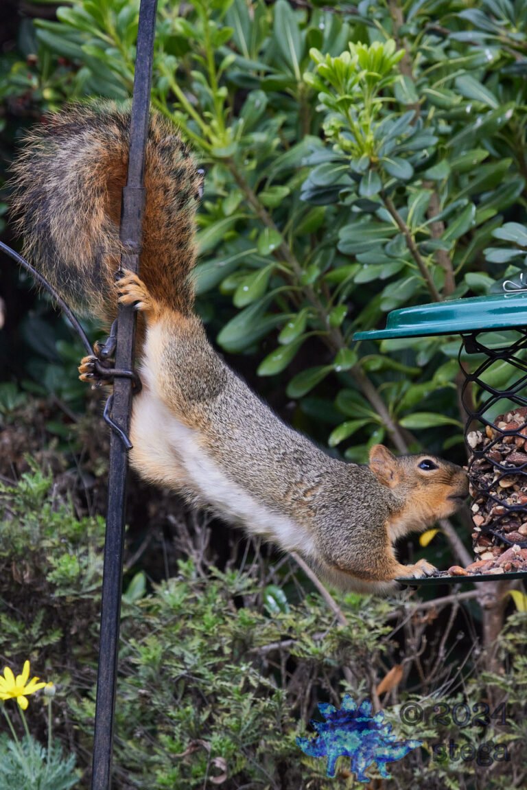 Fox Squirrel