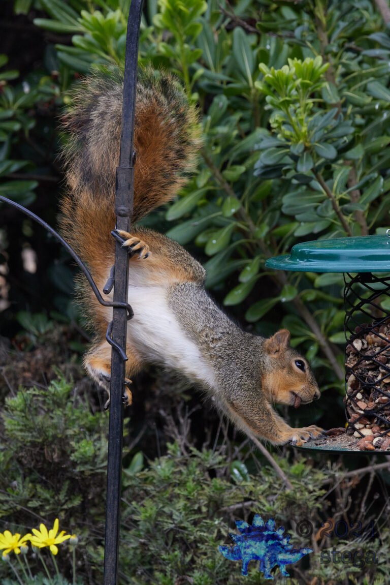 Fox Squirrel