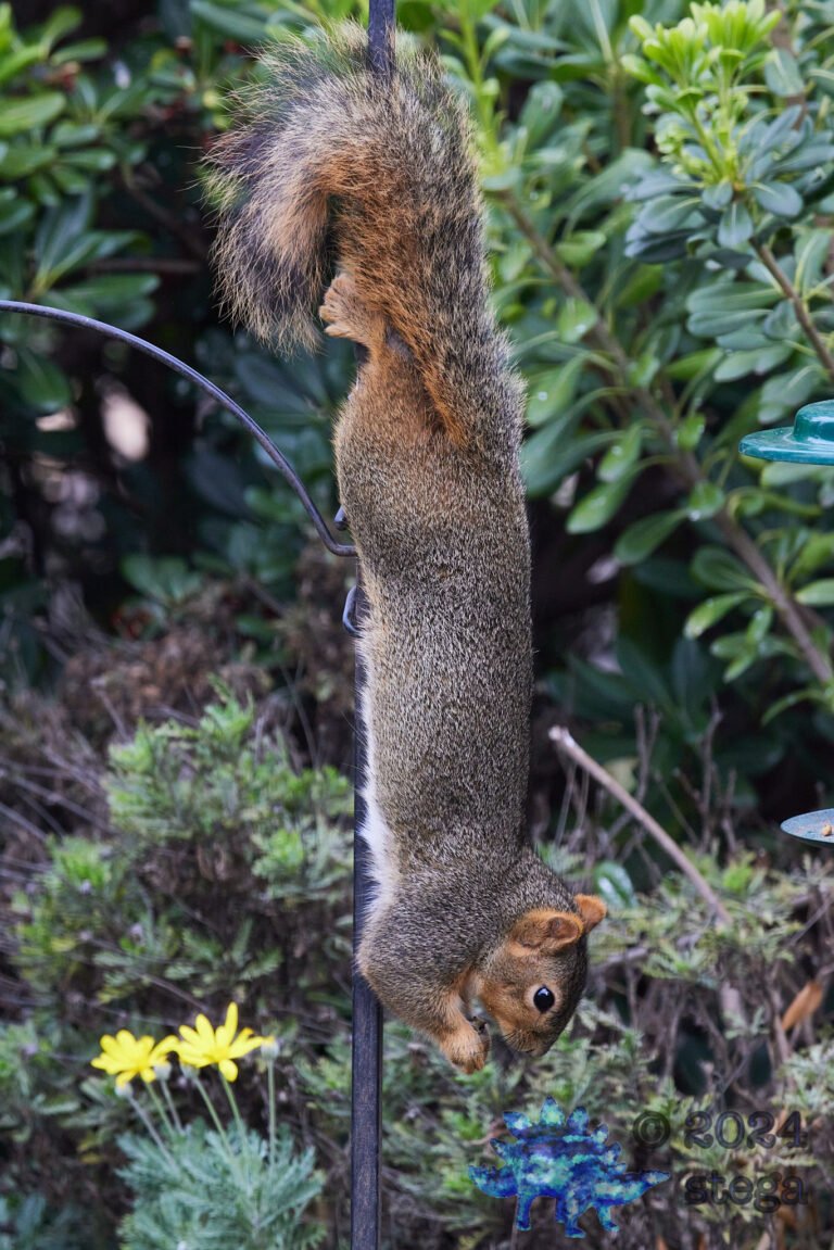Fox Squirrel
