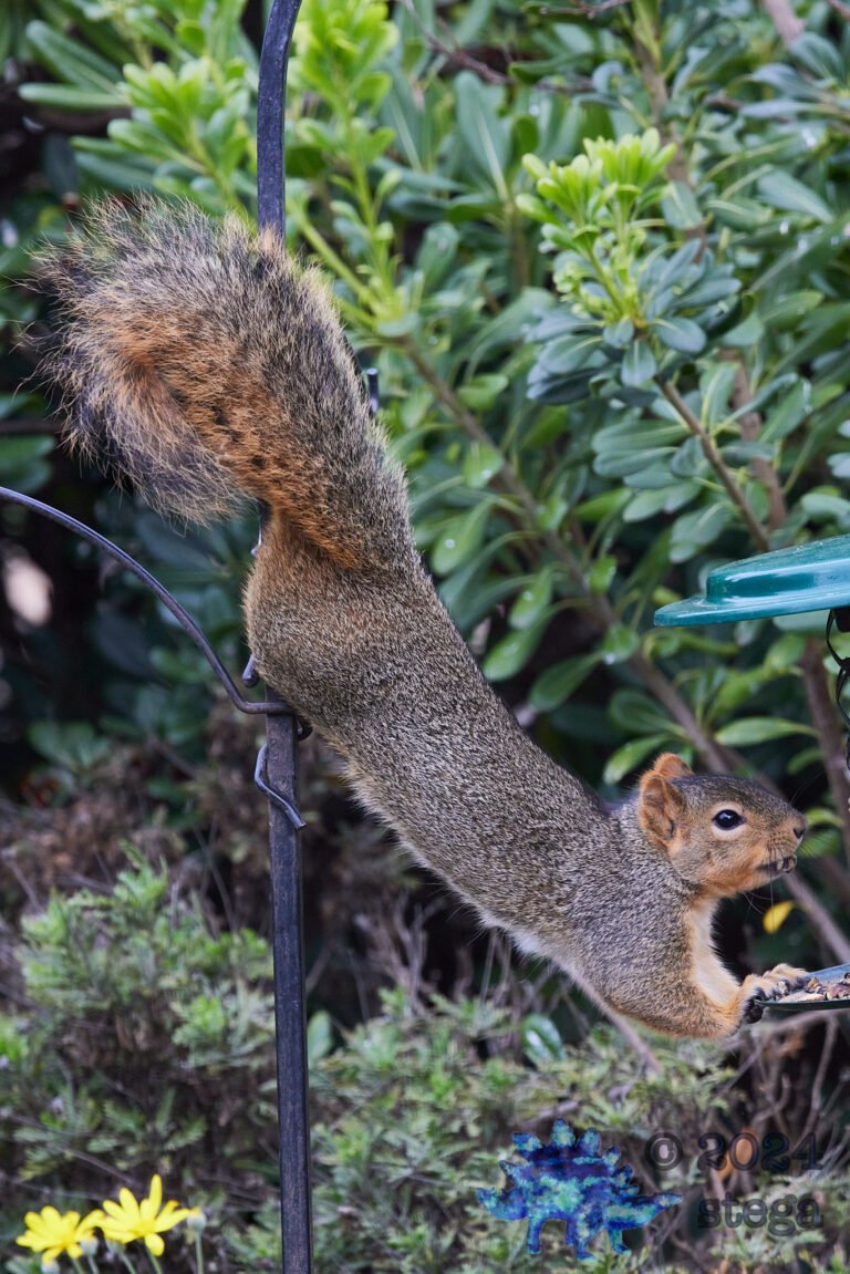 Fox Squirrel
