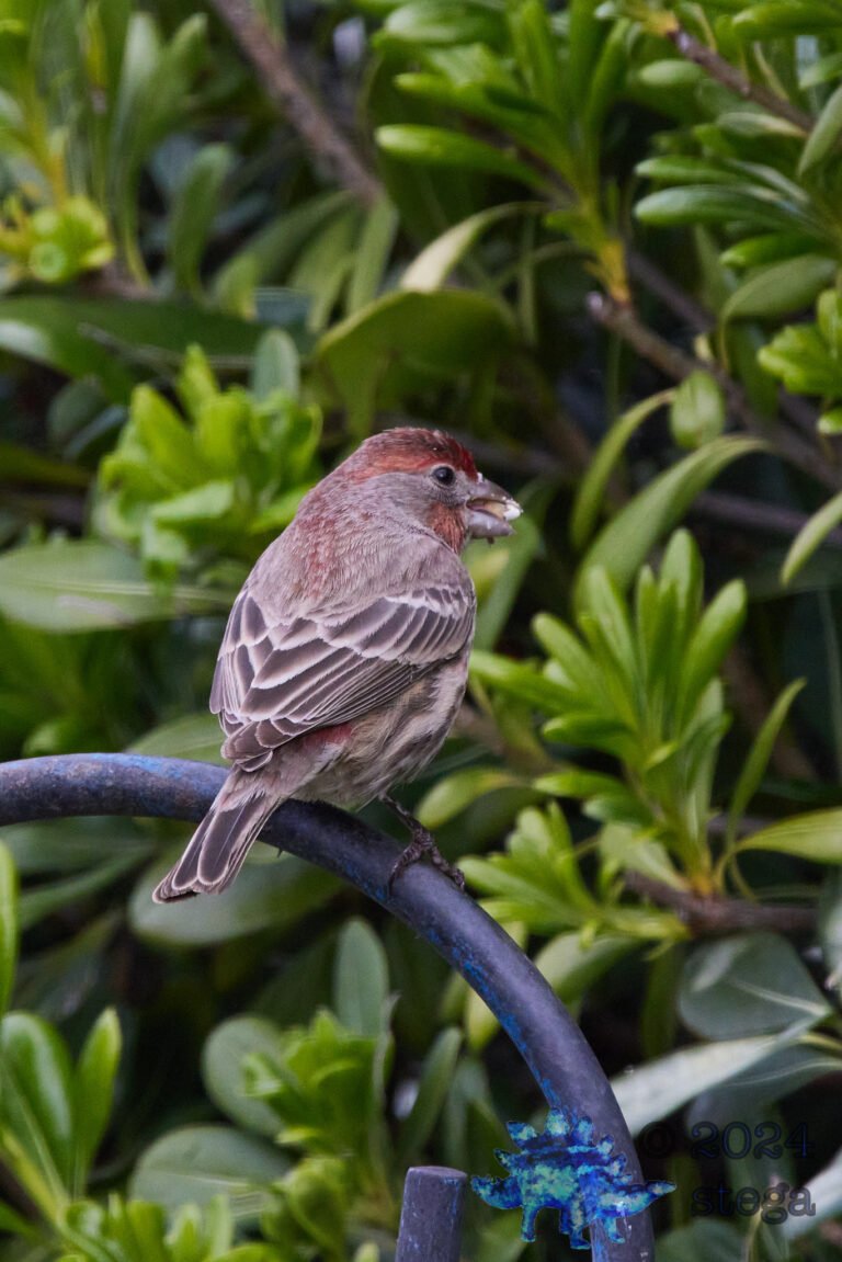 House Finch