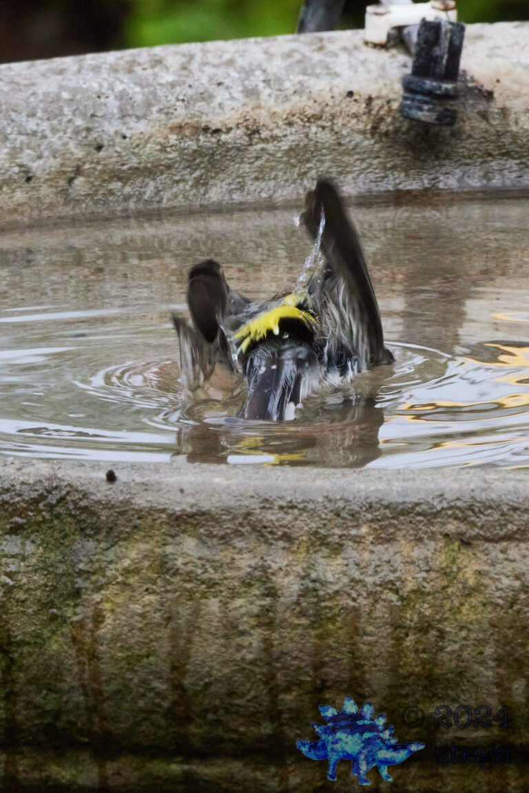Yellow-Rumped Warbler