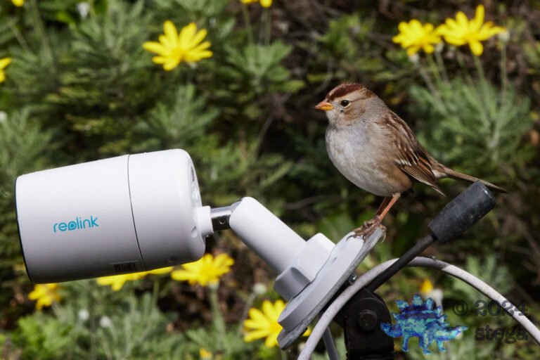 White-Crowned Sparrow