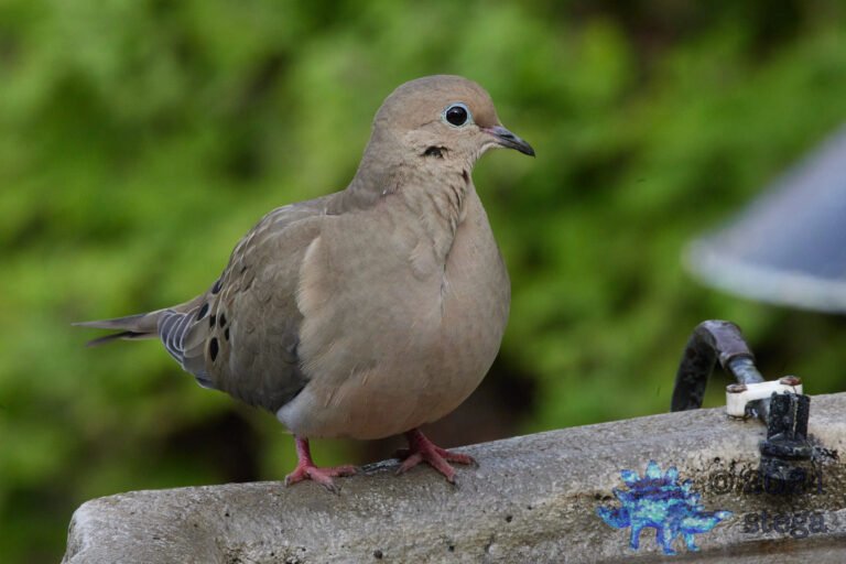 Morning Dove