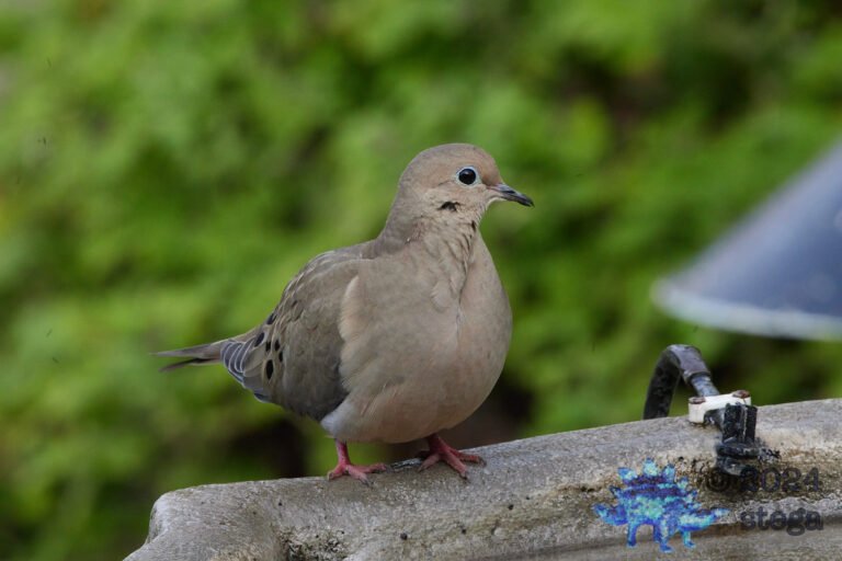 Morning Dove