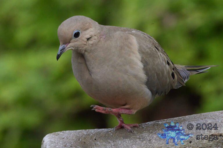 Morning Dove