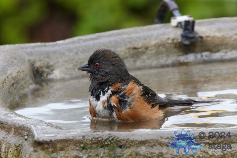 Spotted Towhee
